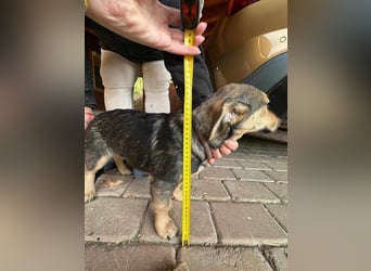 Lucy, geboren 10.12.2024, 31cm sucht ihre Menschen
