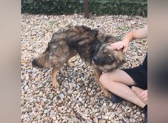 MAX - Traumhund sucht Traumzuhause
