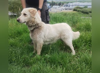 Steven, Retriever Mischling