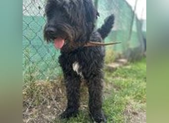 Bruno, Schnauzer-Mischling, Rüde, geb. am 01.04.2023, 48 cm, 14 kg