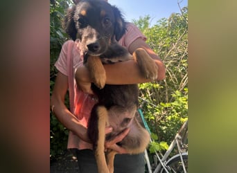 Bruno, geboren 03.2025, 36cm sucht seine Chance