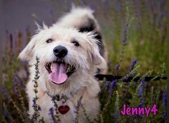 Jenny4 geb. 01/2018 - bezaubernde und super liebe, kleine Wuschelhündin!