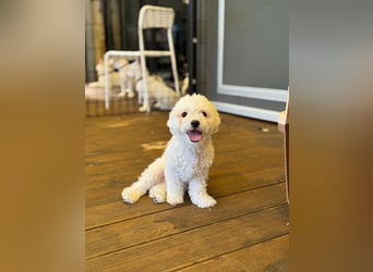 Ttabong - Bichon Frise zum verlieben <3 kleiner Charmeur