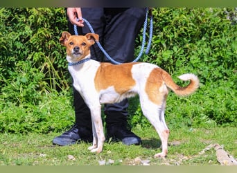 Holly, Mix Chihuahua / Beagle, lieb und verträglich