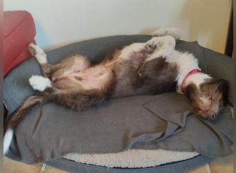 ♥GRETA♥ auf Pflegestelle bei Köln - ganz liebe, unkomplizierte anfangs etwas vorsichtige Hündin 50cm