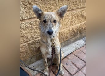 Kovu (Spanien) – ein kleiner, schüchterner Herzensbrecher