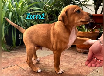 Zorro2 geb. 02/2025 (in Deutschland) - lebensfroher, aktiver Podenco-Bodeguero-Mix Welpe!