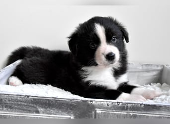 Miniature American Shepherd Welpen, Mini Aussies vom Züchter mit Papieren