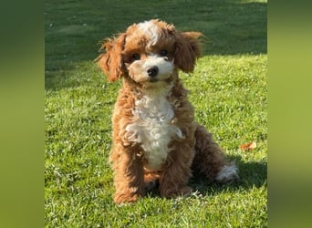 Maltipoo Rüde, Ahnentafel, asiatische Linie!