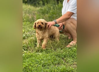 MILA - welche liebe und geduldige Familie zeigt mir, wie schön ein Hundeleben sein kann?
