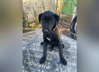 ❤️Labradormix Welpe Nero❤️