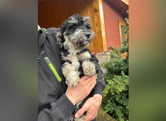 Blacky, geboren 25.05.2024, 24cm sucht sein Glück