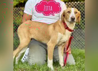 Zitta eine wundervolle Familienhündin