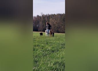 Izzy, stubenreines Powerpaket mit Herz, ca. 15 Monate, ca. 23 kg, ca. 49 cm