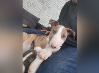 Mini bullterrier - Australian shepherd mix welpen