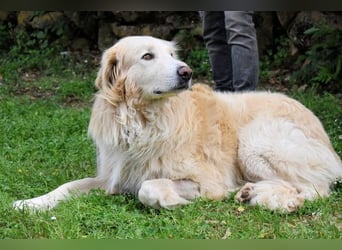 Marble - Die Geschichte vom geprügelten Hund
