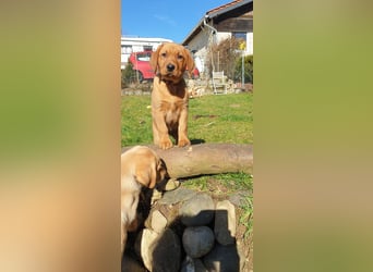 Labrador Welpen Hündinnen / Rüde in Fox- red - USA Line