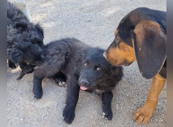GORDI❤️liebes, verschmustes kroat. Schäferhund-Mix-Mädel