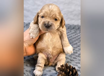 Schöne Cockapoo-Welpen