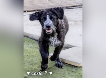 Cindy und Carla suchen ab Mitte Juli ein Zuhause