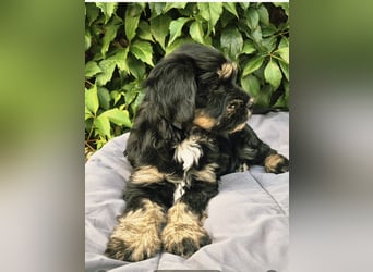 " wir dürfen ausziehen " bezaubernde Tibet Terrier Welpen aus liebervoller Zucht..