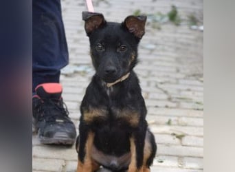 Chico - liebenswerter, junger Rüde der verschmust und verspielt ist