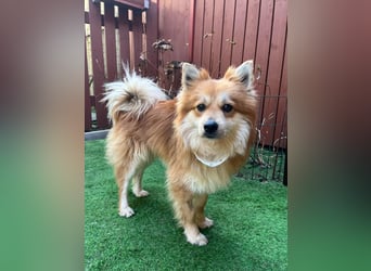 Tony SR - Ein treuer Begleiter sucht Zuhause