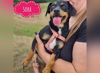 Sora ein sehr liebes Mädchen