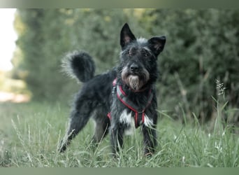 Süsse Phoebe sucht ihr Für-Immer-Zuhause!