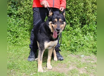Nana, Mix Schäferhund / Collie, lieb und sozial
