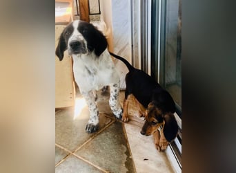 Bezaubernder Setter Mix Sam