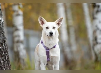 Unsichere Sunny sucht liebevolles Zuhause