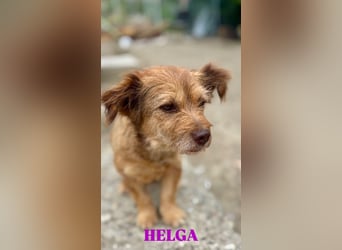Helga - kleine Maus