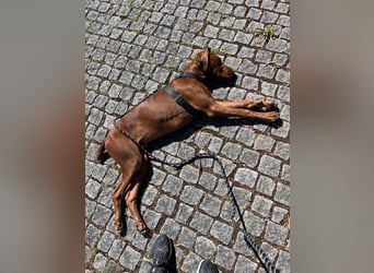 Pepito junger Doberman