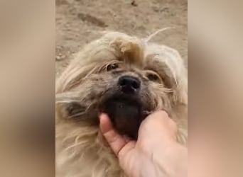 Paula - freundliche, aktive, katzenverträgliche Malteser Mix Hündin / Pflegestelle in Brakel