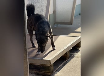 Lui - kleiner Hund mit großem Herz sucht 2te Chance