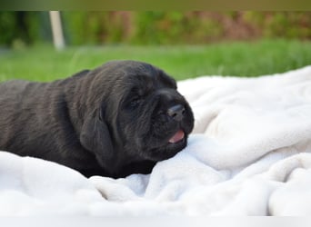 Reinrassige Labradorwelpen (Arbeitslinie)drei schwarze Mädels suchen ein schöne Zuhause