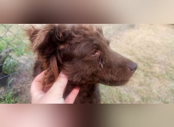Frida-LM, Sonnenschein Frida sucht einen Gnadenplatz