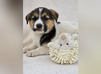 Nathan, einer von 7 süssen Hundebabys