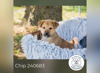 Chip 240683: Hundekind sucht ein Zuhause