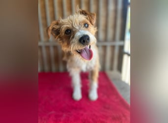 Figo, Foxterrier-Mix, Rüde, geb. am 01.01.2024, 40 cm