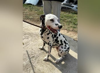 Dius, 3 Jahre, 57cm sucht ihr Körbchen