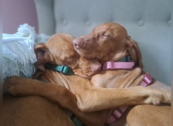 Magyar Vizsla Welpin Alva