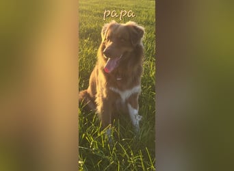 Auszug..Aussiedor F1 Familien und Therapiehund Labrador x Australien Shepherd