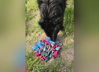 Wunderschöner Loki sucht Pflegestelle oder ruhiges Zuhause