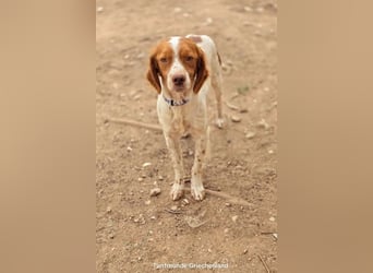Nacho ist auf der Suche nach einem tollen Zuhause!
