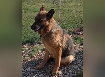 Schäfi-Mix-Lady ♥ Vučica ♥ sucht Liebe