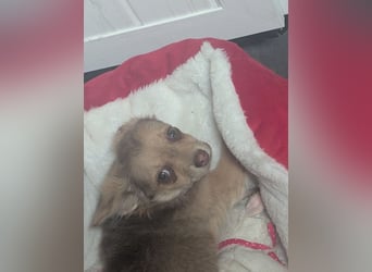 Chihuahua Rüden