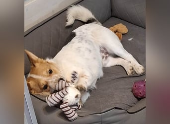 ❤️ superlieber Schmusebär BARNEY - 2,5 Jahre, 28cm/9kg - Jack-Russell-Mix ❤️