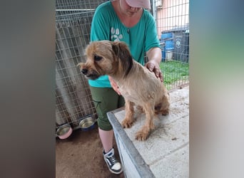Berit-Bagatel PP – zarte Hundedame sucht ruhiges Zuhause fürs Herz